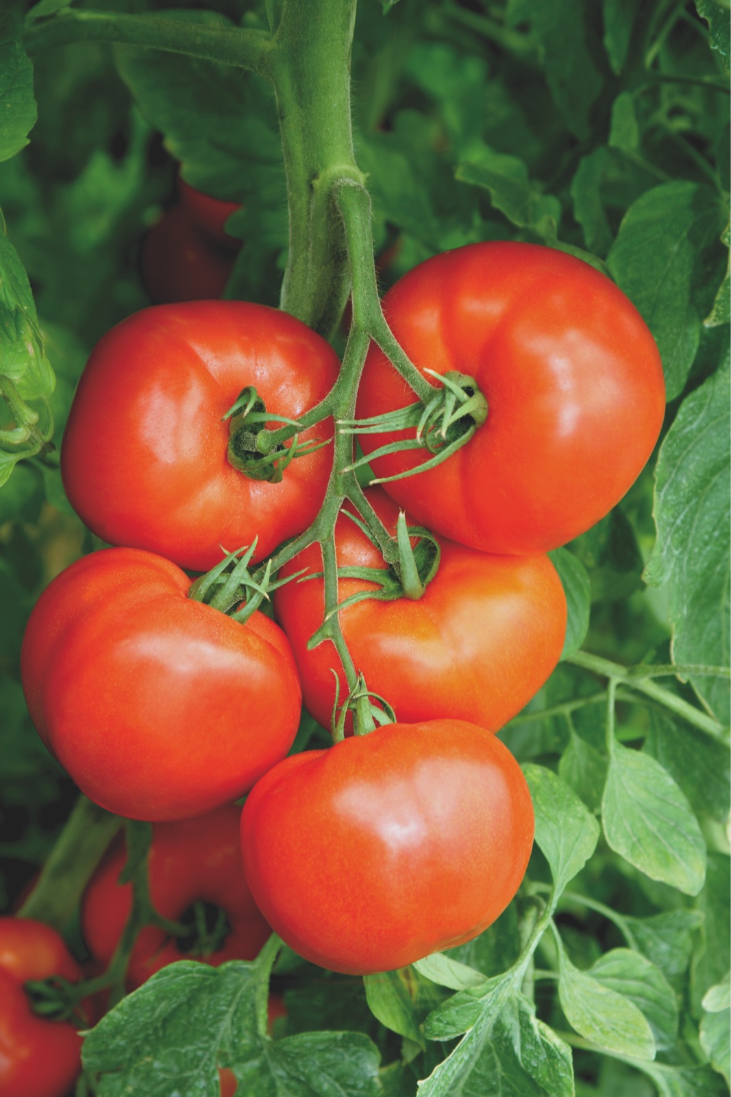 Tomato_ELPIDA_1_preview