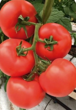 Tomate Dokia 1 245X354